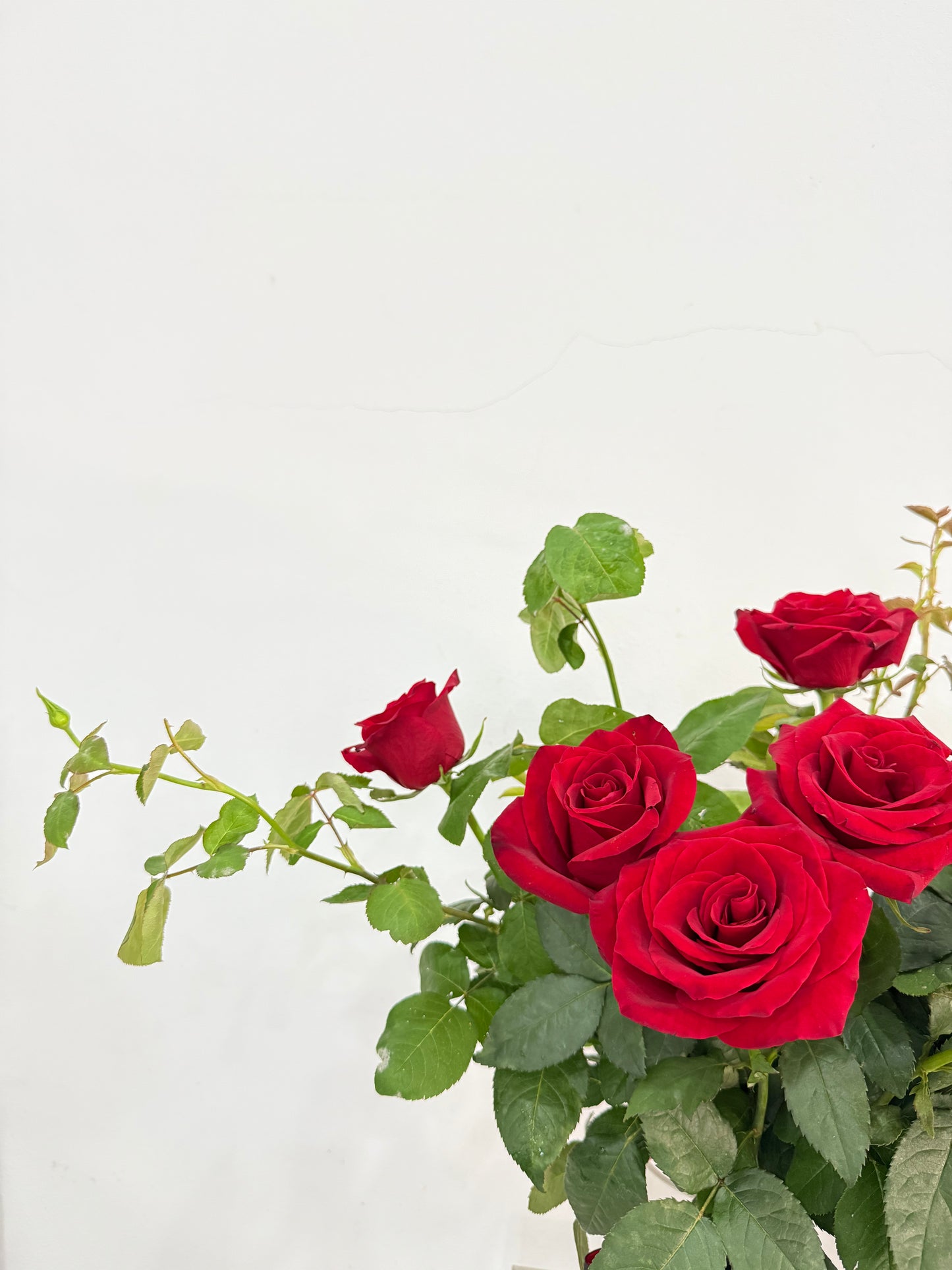Premium Red Garden Roses