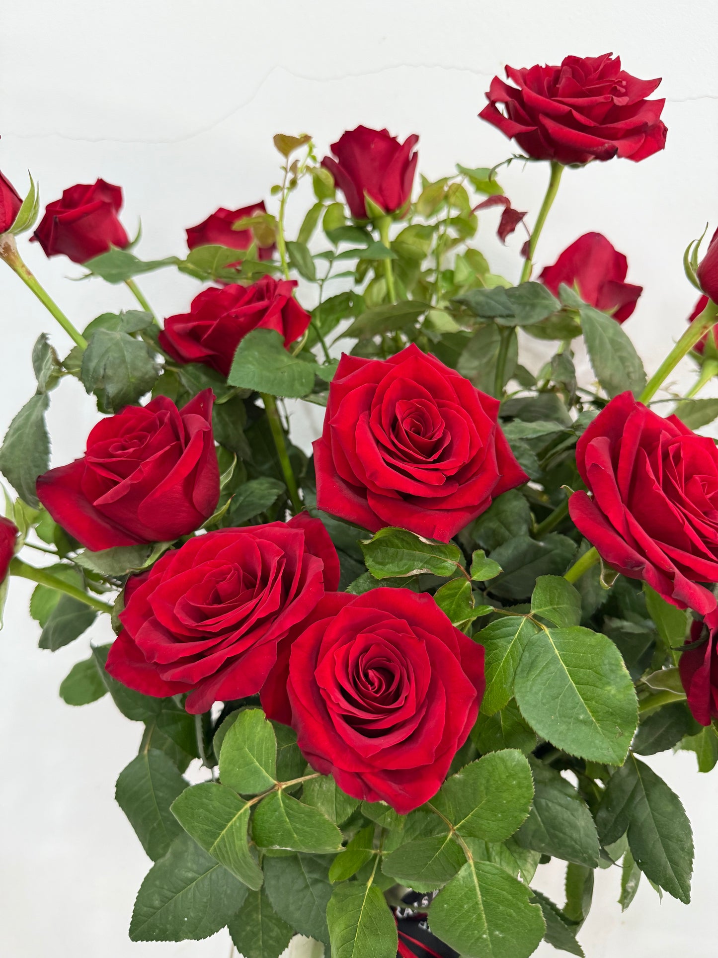 Premium Red Garden Roses